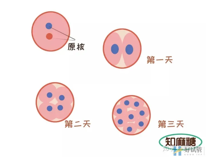 试管婴儿长方案需要多少天(什么是“试管婴儿”?)深度揭秘(图10) 试管婴儿长方案需要多少天(什么是“试管婴儿”?)深度揭秘(图10)
