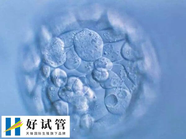 鲜胚7b和8b的本质差别是什么(图1) 鲜胚等级中数字表示胚胎细胞数
