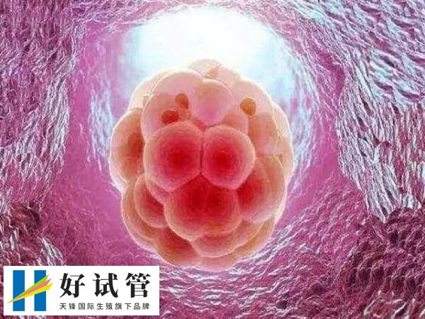 什么样囊胚算质量好(图1) 4bb是优质胚胎
